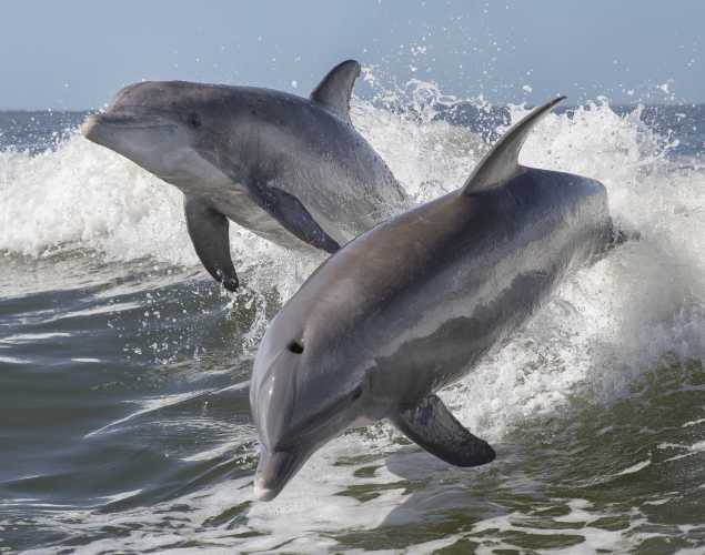 two dolphins leaping out of the waves