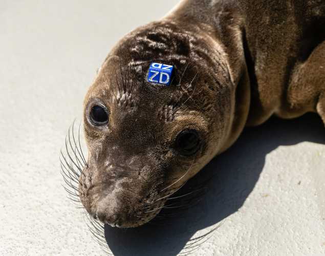 northern elephant seal Pretzel