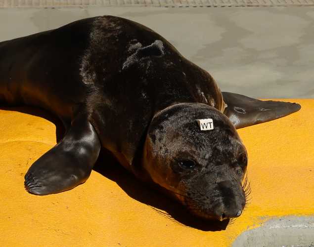 northern elephant seal Eos