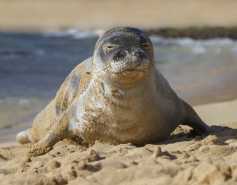 Sandy Hawaiian Monk seal