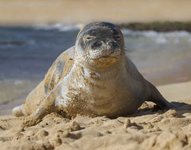 Sandy Hawaiian Monk seal