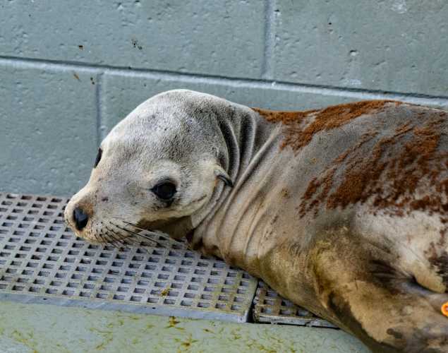 california sea lion miner