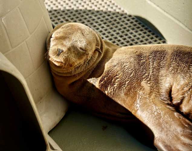 California sea lion