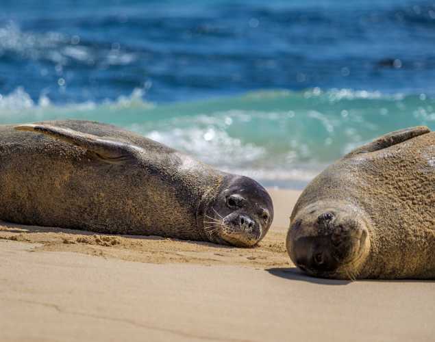 Two Hawaiian monk seals on the beach
