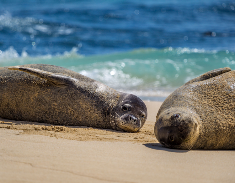 two Hawaiian monk seals on a beach