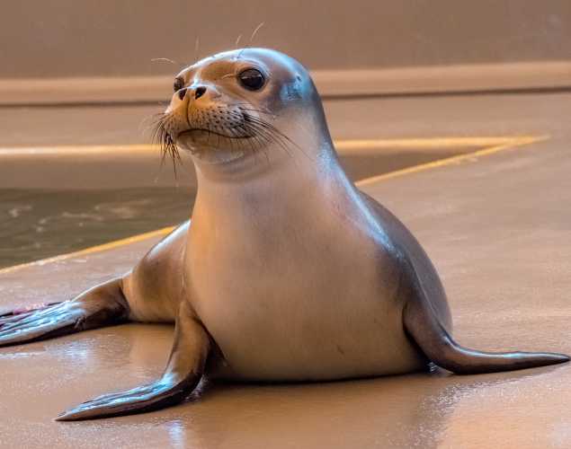Hawaiian monk seal Lele-aka