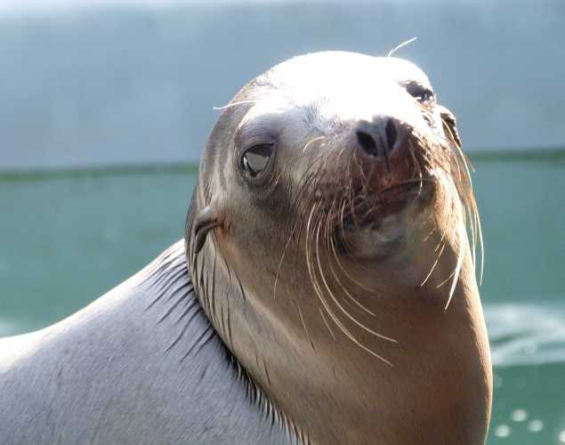 California sea lion Waltham