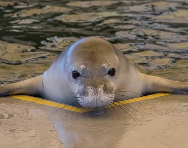 Hawaiian monk seal Haʻaheo