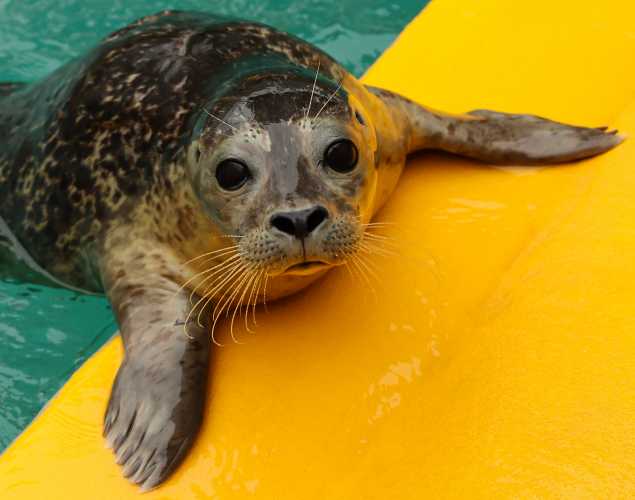 harbor seal patient Primero