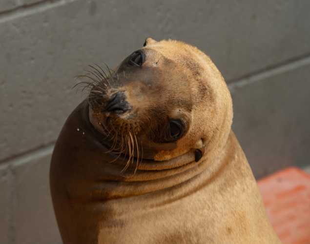 California sea lion Dapple