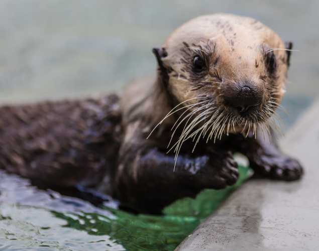 southern sea otter Langly