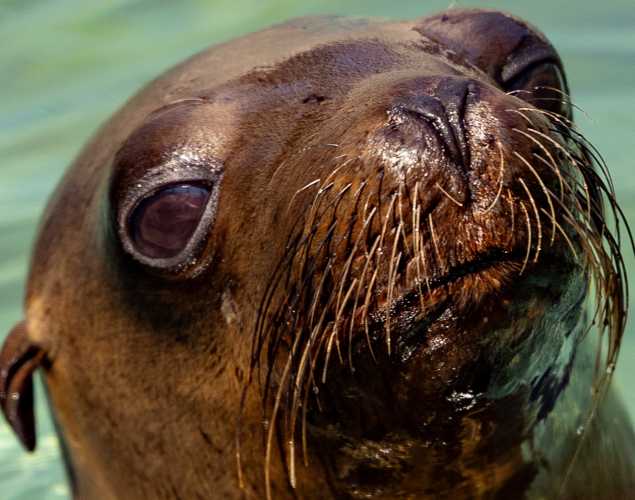 california sea lion boltomor