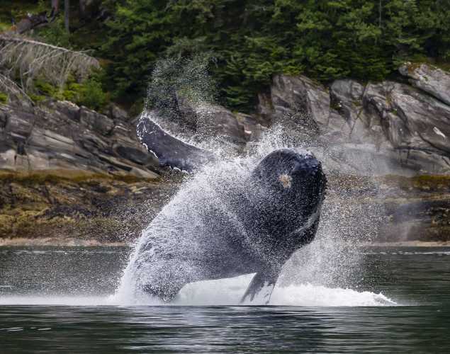 humpback whale breaching