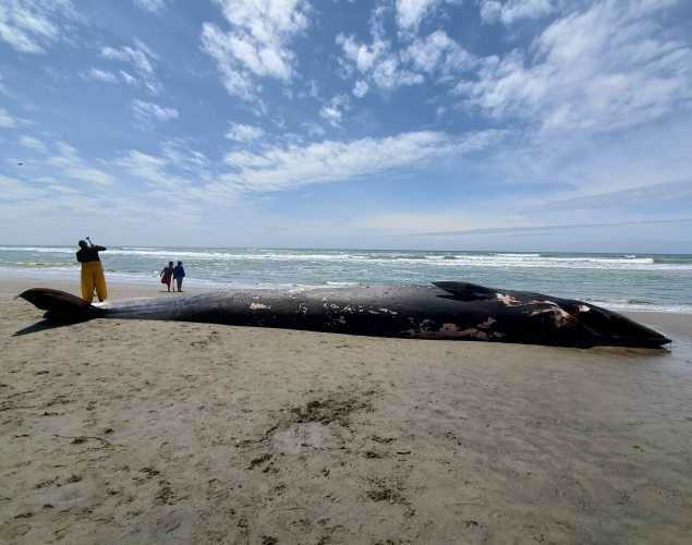 fin whale at Fort Funston beach