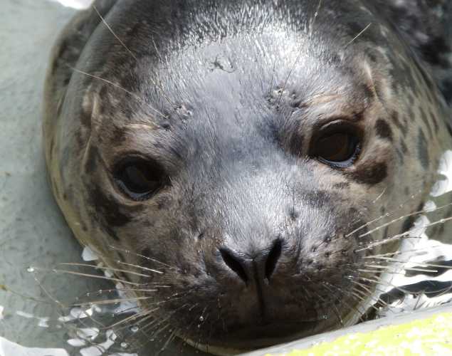 harbor seal Humblesea