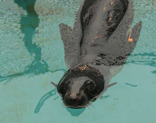 northern fur seal Angelina
