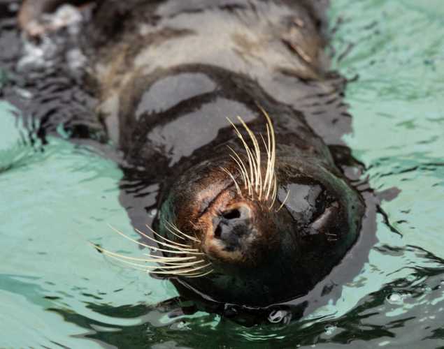 northern fur seal enshore