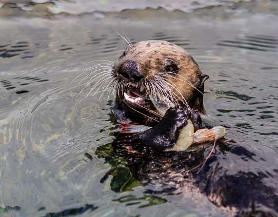 sea otter Langly eating shrimp
