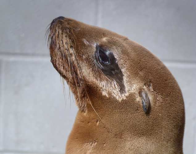 California sea lion Saarinen