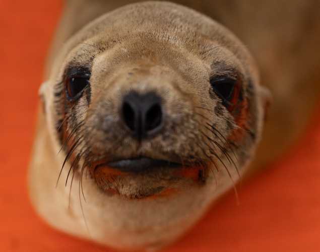 California sea lion Liltoot