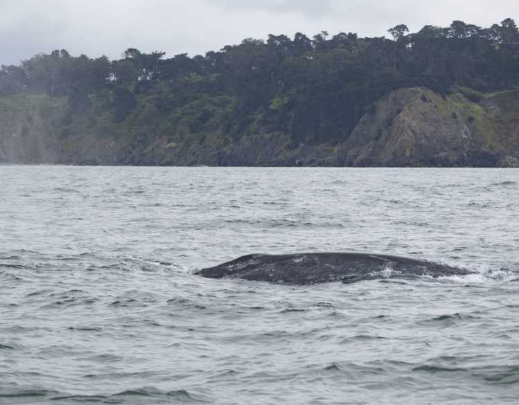 gray whale in the water