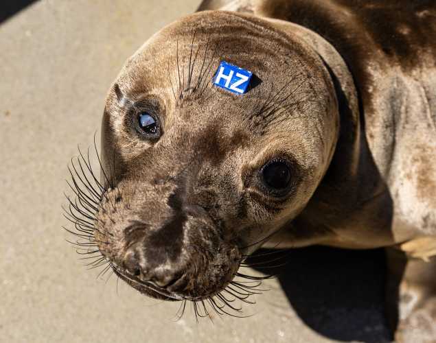 northern elephant seal Hardcover