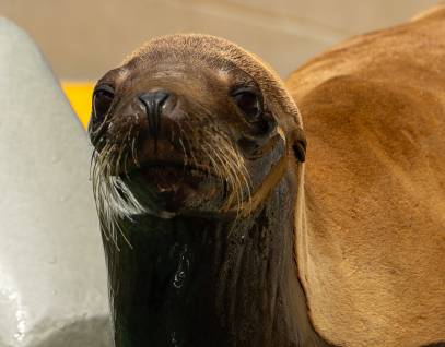 California sea lion Linnaeus