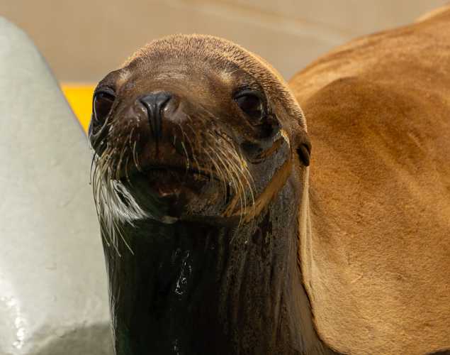 California sea lion Linnaeus