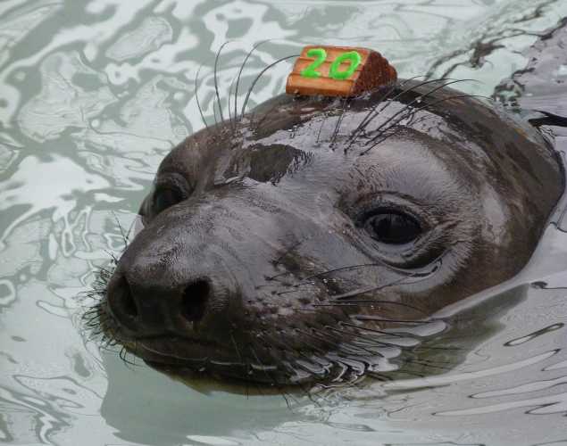 northern elephant seal Tyrand