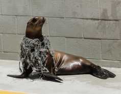 California sea lion Loki with neck wrapped in green fishing net