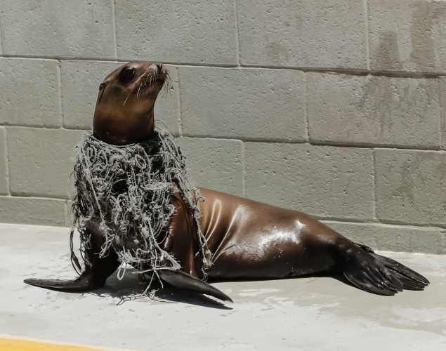 California sea lion Loki with neck wrapped in green fishing net