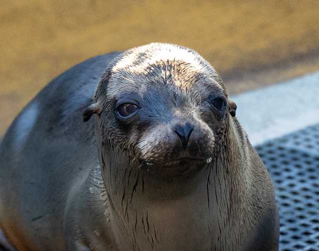 California sea lion Prancer