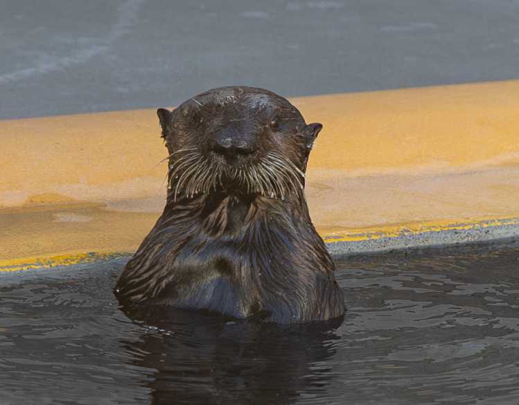A rehabilitating sea otter lifts its head out of a veterinary hospital pool.