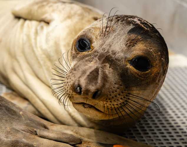 northern elephant seal Muniz