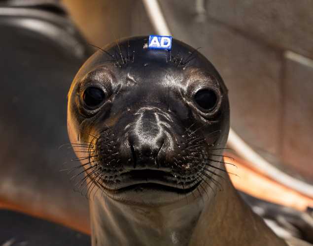 northern elephant seal Bellyrub