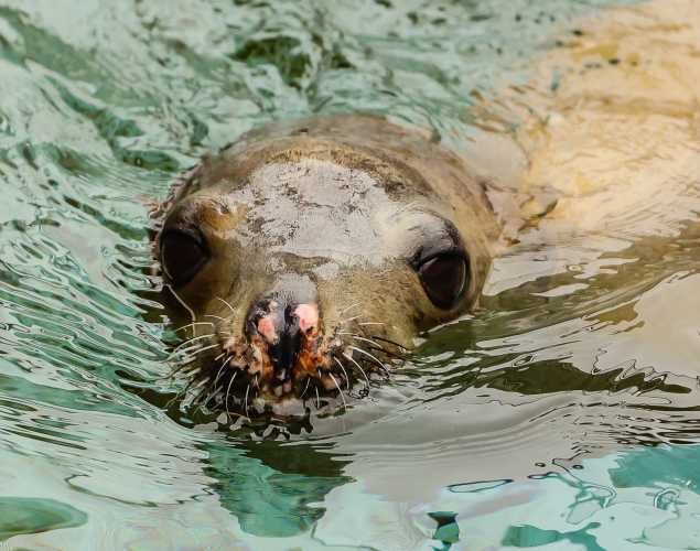 California sea lion Succulent