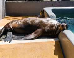 California sea lion resting on the pen floor with a young sea lion in the background