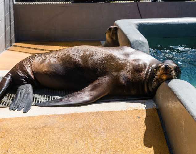 California sea lion resting on the pen floor with a young sea lion in the background