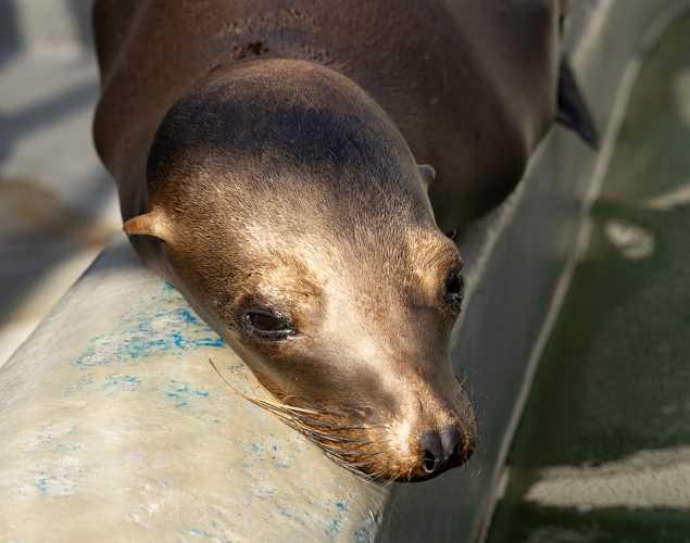 California sea lion Luna