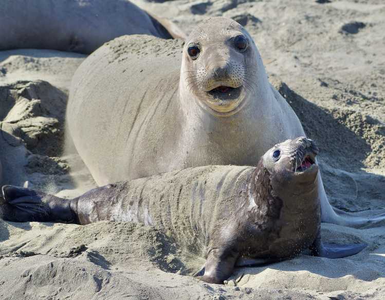 An elephant seal mother and pup are on the sand with their mouths open as they vocalize.