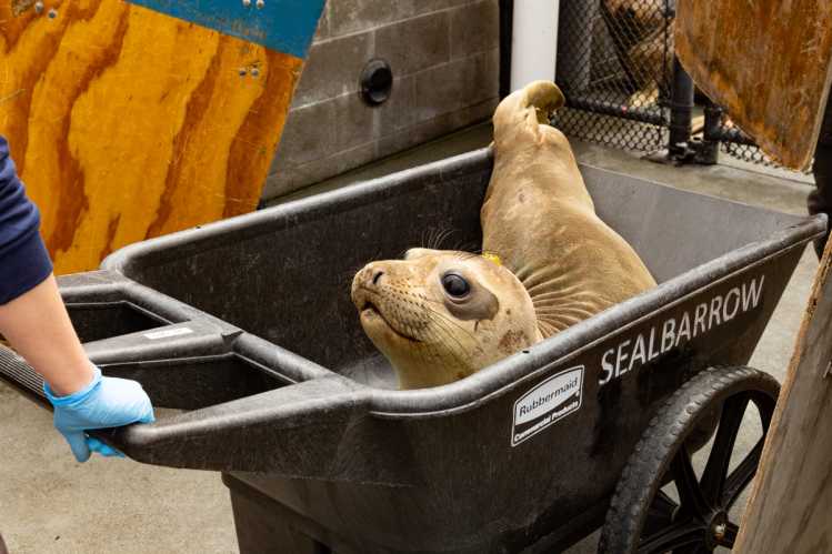 Elephant seal in a wheelbarrow