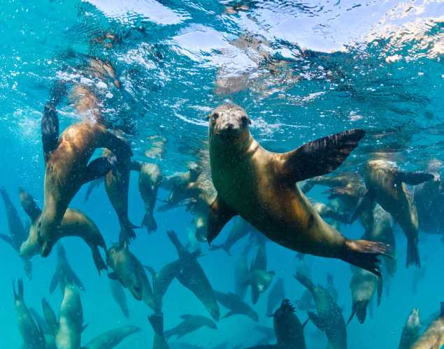 California sea lions underwater