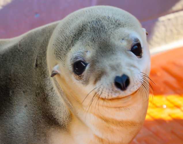 California sea lion Seastone