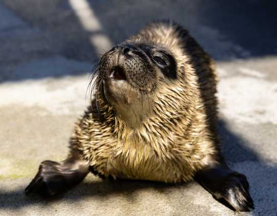 harbor seal Sandia