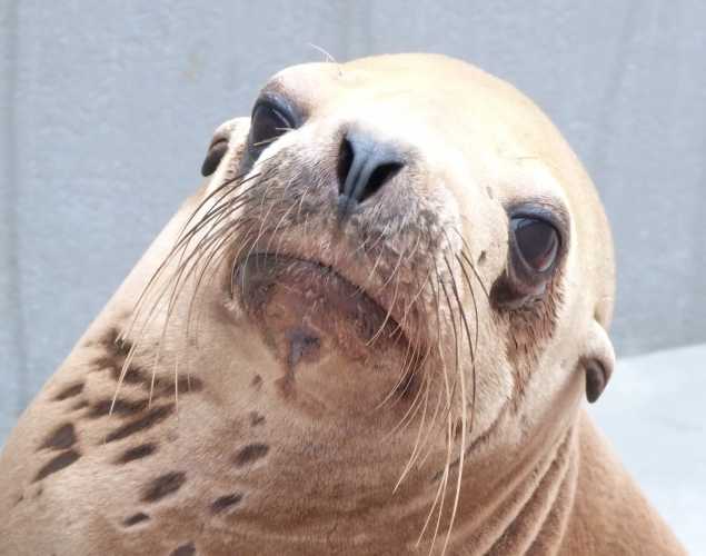 California sea lion Lunashell
