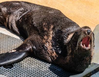 northern fur seal Schaaf