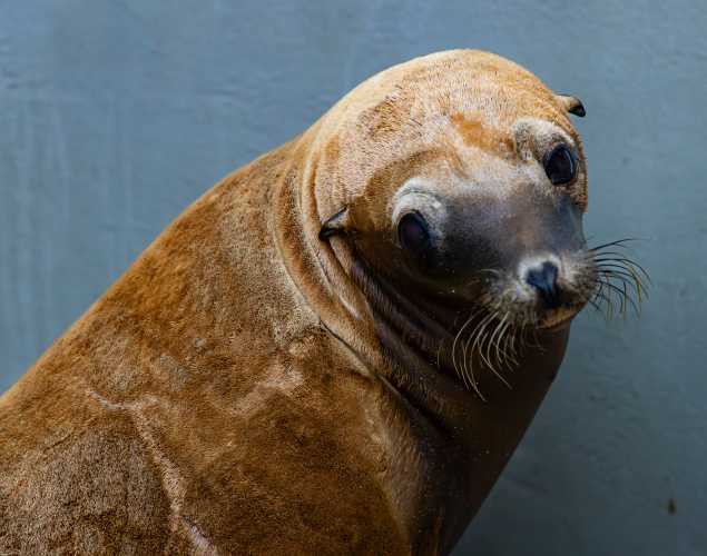 California sea lion Scoville