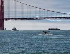 whale tails visible above water under the Golden Gate Bridge with shipping traffic in the distance