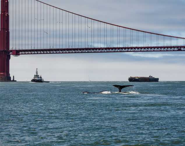 whale tails visible above water under the Golden Gate Bridge with shipping traffic in the distance