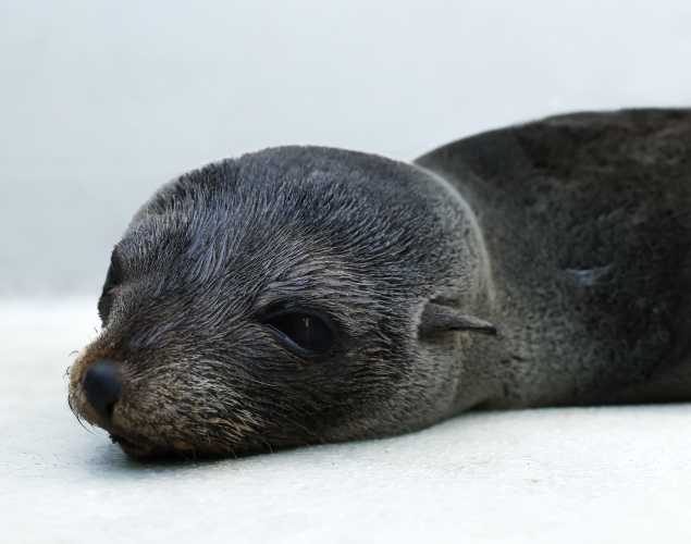 Guadalupe fur seal Porcupine